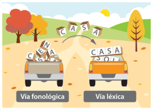 Vía fonológoca y vía léxica